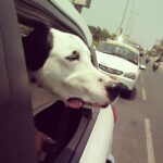 Maya Sundarakrishnan Instagram - He says: yeh raasta...ye bohot accha hai...mai chahti hu ki ye raasta kabhi khatam na ho. ...( i wish this journey doesn end at all ) ... My tychu is back to form after 2 butt injections .. :):)