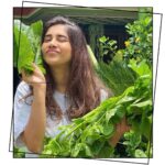 Nabha Natesh Instagram - Plucked basale/vine spinach for lunch from the garden today !! Nom nom 🤤🤤