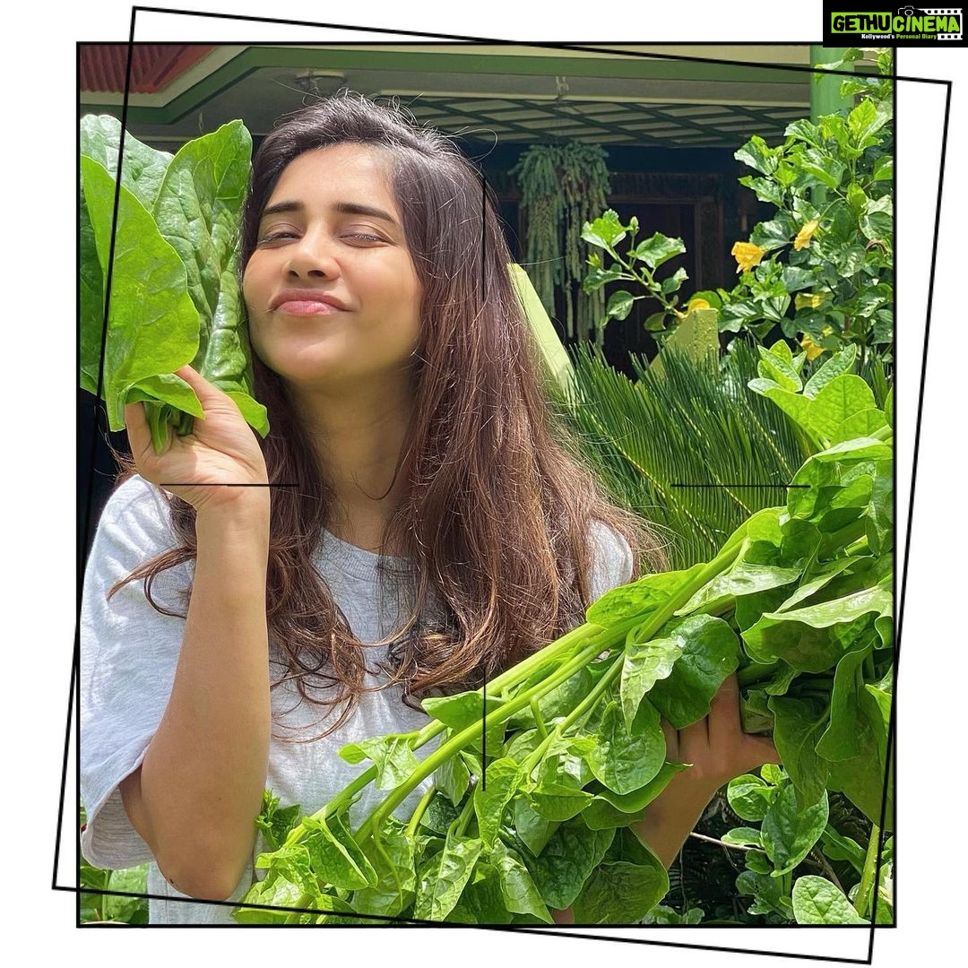 Nabha Natesh Instagram - Plucked basale/vine spinach for lunch from the garden today !! Nom nom 🤤🤤