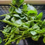 Nabha Natesh Instagram - Plucked basale/vine spinach for lunch from the garden today !! Nom nom 🤤🤤