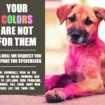 Naira Shah Instagram – Happy holi guys!! Hav a colourful and safe holi! …a humble request! Please be kind to our innocent and speechless ones! 😇❤❤❤❤!.. (value our animals)..#holi#besafe#staysafe#celebrate life and humanity❤ Hyderabad
