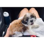 Nivedhithaa Sathish Instagram - Our new member to the FamJam! Meet our little boy, Ziggy 🐶 @rincy_shankar @mrscn47 @akshay.sundher 🤗