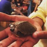 Nivedhithaa Sathish Instagram - I'm like, What's on your mind little turtle? He's like, WORLD DOMINATION. And then gets back to his wonderland. Smart fellow! Knows the world better than we do xD #happyman