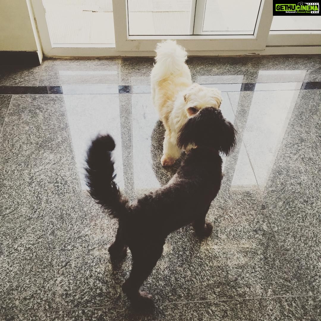Nivedhithaa Sathish Instagram - #Shihtzu #Poodle 🐶❤️