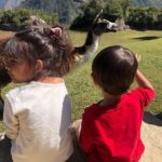 Panchi Bora Instagram - Gen alpha on their first adventure! Alpacas stole our heart ❤ #Alpaca #machupicchu