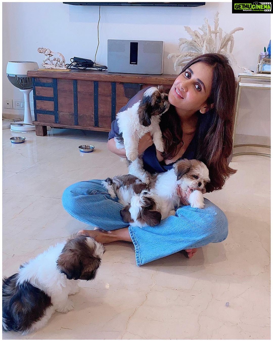 Parul Yadav Instagram - Hey I unlocked the magic to multiplying happiness.. all you need is a bunch of furry grandkids 🤪🤪 #PupHeaven #PupperDoggo #FurryKids #DogFam #PuppyLovin #SoMuchHappiness #SoMuchLoveForThem #HeartIsFull #BlessedWithLove #CouldntBeHappier #ShihApso #PlutosBabies #PuppyPaws #PuppyPower #LivinTheGoodLife #MondayMornings #MondayMotivations #PetsLife #PetsLovers
