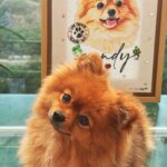 Payal Rajput Instagram – Just look this Diva @mycandycrush3 🥰she is just fabulous … 
Have you got a personalised portrait for your furry baby ? 🐶
Thanks @goofytailsindia for pampering my kids …
They absolutely love all ur products. 🐶🥰🐶 @kunal____gupta munchkins are indeed very happy . 😊thanks and best wishes from my side 😋