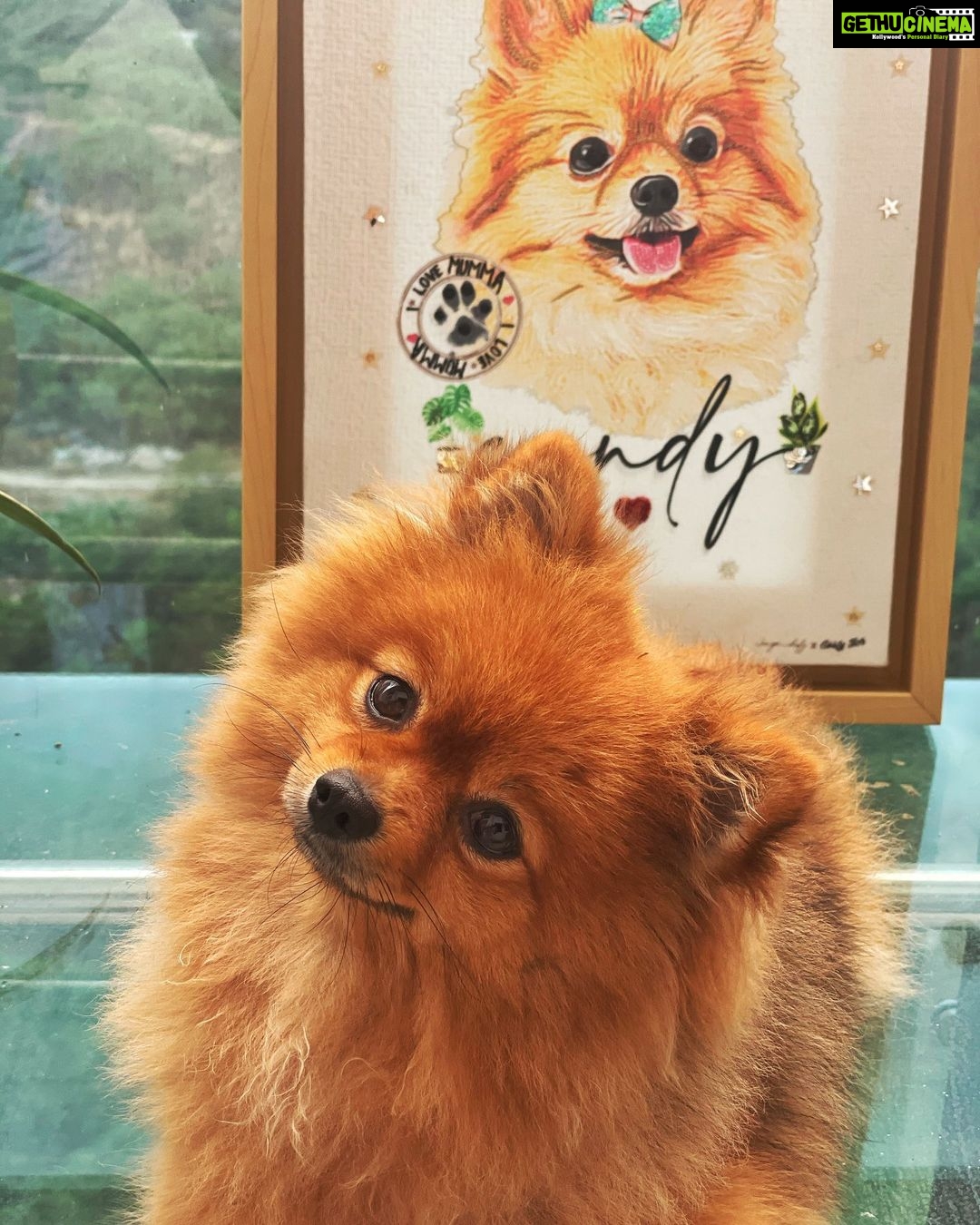 Payal Rajput Instagram - Just look this Diva @mycandycrush3 🥰she is just fabulous ... Have you got a personalised portrait for your furry baby ? 🐶 Thanks @goofytailsindia for pampering my kids ... They absolutely love all ur products. 🐶🥰🐶 @kunal____gupta munchkins are indeed very happy . 😊thanks and best wishes from my side 😋