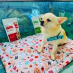 Payal Rajput Instagram - Just look this Diva @mycandycrush3 🥰she is just fabulous ... Have you got a personalised portrait for your furry baby ? 🐶 Thanks @goofytailsindia for pampering my kids ... They absolutely love all ur products. 🐶🥰🐶 @kunal____gupta munchkins are indeed very happy . 😊thanks and best wishes from my side 😋