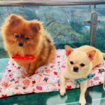 Payal Rajput Instagram - Just look this Diva @mycandycrush3 🥰she is just fabulous ... Have you got a personalised portrait for your furry baby ? 🐶 Thanks @goofytailsindia for pampering my kids ... They absolutely love all ur products. 🐶🥰🐶 @kunal____gupta munchkins are indeed very happy . 😊thanks and best wishes from my side 😋