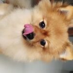 Payal Rajput Instagram – My babies Fav brand @goofytailsindia , thanks for sending digestive beg dog biscuits ( gluten free) …#petsdeservethesame 🐾🐕
@bunnychihuahua2154
@mycandycrush3 love them so much 🐶😁