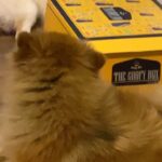 Payal Rajput Instagram – Omg … it’s a must watch video of Bunny 🤪 
Angry chihuahuas are hilariously cute 🤣…
Is your Chihuahua the boss of the household? 🥴hehe 
Bunny received goodies and treats from @goofytailsindia ,but after the shoot this little delight is not ready to leave the box 📦.. Considering the size of them, it’s actually quite amazing just how much anger they can generate. They can be absolute ferocious beasts 🤪
Aww poor candy 🥴
Share your Comment if u like this video 🥰🤟🏼
Video credit @theessdee 😎
#chihuahuasofinstagram #angrydog #chihuahualove 🧿