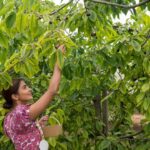 Pooja Hegde Instagram – Here’s one happy fruit picker for you.. 🍒🍓 #thejoyinsimplethings Gloucestershire