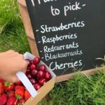 Pooja Hegde Instagram – Here’s one happy fruit picker for you.. 🍒🍓 #thejoyinsimplethings Gloucestershire