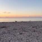 Pooja Jhaveri Instagram - Take me backkkkkkk 🌊🏝👙 . . One of the places I have had on my list for a long time… #miami ✔️ . . My stay at @shelbornesobe was nothing less than a dream ! Firstly the location was right on the beach, just the way I like it. The view from my room was stunning… I can say the beach looked different on different hours of the day 😍 Their pool area was soo cool with a pop of pink and the aesthetics were beautifully taken care of ! The staff was cordial, the lobby was stunning. The coffee area and the food was decent. I was sold for the hotel had their private beach with their private beach beds for free for their customers, now isn’t this the coolest thing? I am only dreaming of going back to #miami ❤️ . . #beachlife #travelblogger #travelstories #beachwear #bikini #hotel #resorts #southbeach #miamibeach #miaminightlife #beachbabe #beachvibes #travelwithme #travelgram Shelborne South Beach