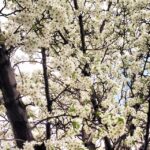 Priyanka Jawalkar Instagram - #fullbloom #nature 💛