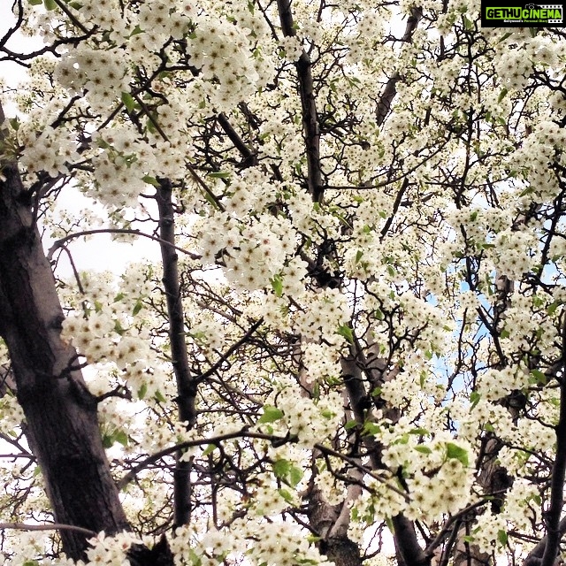 Priyanka Jawalkar Instagram - #fullbloom #nature 💛