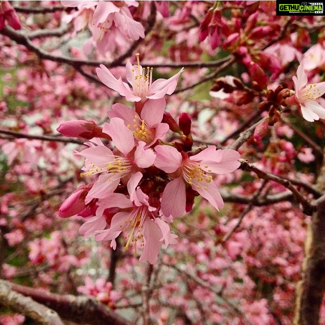 Priyanka Jawalkar Instagram - Look who is here π#cherryblossom #backyard πΈπΈπΈ #iphonecredits