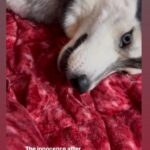 Ragini Dwivedi Instagram – USUAL DAY IN #Zuesdairies 
Destroyed the blanket like 5 holes 🙄🙄🙄
And then the art of playing dead and innocent 😭😭

#raginidwivedi #zuesthehusky #trendingsongs #homebound #trendingreels #reelsinstagram #husky #huskies #huskiesofinstagram #huskylife #dogsofinstagram #dogstagram #reelkarofeelkaro #destruction #sundayfunday #viralvideos #dogvideos #mommybaby #instagood #instagram Bangalore, India
