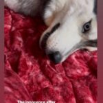 Ragini Dwivedi Instagram - USUAL DAY IN #Zuesdairies Destroyed the blanket like 5 holes 🙄🙄🙄 And then the art of playing dead and innocent 😭😭 #raginidwivedi #zuesthehusky #trendingsongs #homebound #trendingreels #reelsinstagram #husky #huskies #huskiesofinstagram #huskylife #dogsofinstagram #dogstagram #reelkarofeelkaro #destruction #sundayfunday #viralvideos #dogvideos #mommybaby #instagood #instagram Bangalore, India