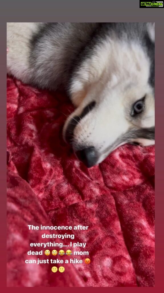 Ragini Dwivedi Instagram - USUAL DAY IN #Zuesdairies Destroyed the blanket like 5 holes 🙄🙄🙄 And then the art of playing dead and innocent 😭😭 #raginidwivedi #zuesthehusky #trendingsongs #homebound #trendingreels #reelsinstagram #husky #huskies #huskiesofinstagram #huskylife #dogsofinstagram #dogstagram #reelkarofeelkaro #destruction #sundayfunday #viralvideos #dogvideos #mommybaby #instagood #instagram Bangalore, India