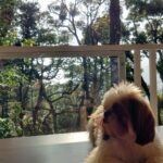 Rajisha Vijayan Instagram - Phoebe travels 🐶 I’ve been trying to find places and people who are pet friendly and @tentgraam was such a great find. They loved and adored Phoebe and made her feel at home. Trekking, camping, watching sunrise among the hills and what not! Phoebe and her mom had a gala time. I wish I could find more and more places to take her. For now, Wayanad was surely magnificent. ♥️ Tentgram