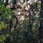 Rajisha Vijayan Instagram - Phoebe travels 🐶 I’ve been trying to find places and people who are pet friendly and @tentgraam was such a great find. They loved and adored Phoebe and made her feel at home. Trekking, camping, watching sunrise among the hills and what not! Phoebe and her mom had a gala time. I wish I could find more and more places to take her. For now, Wayanad was surely magnificent. ♥️ Tentgram