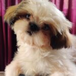 Rajisha Vijayan Instagram - Phoebe says Hi! 🖐🏼 #mine♥️