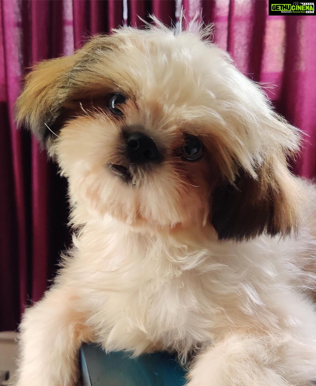 Rajisha Vijayan Instagram - Phoebe says Hi! 🖐🏼 #mine♥️