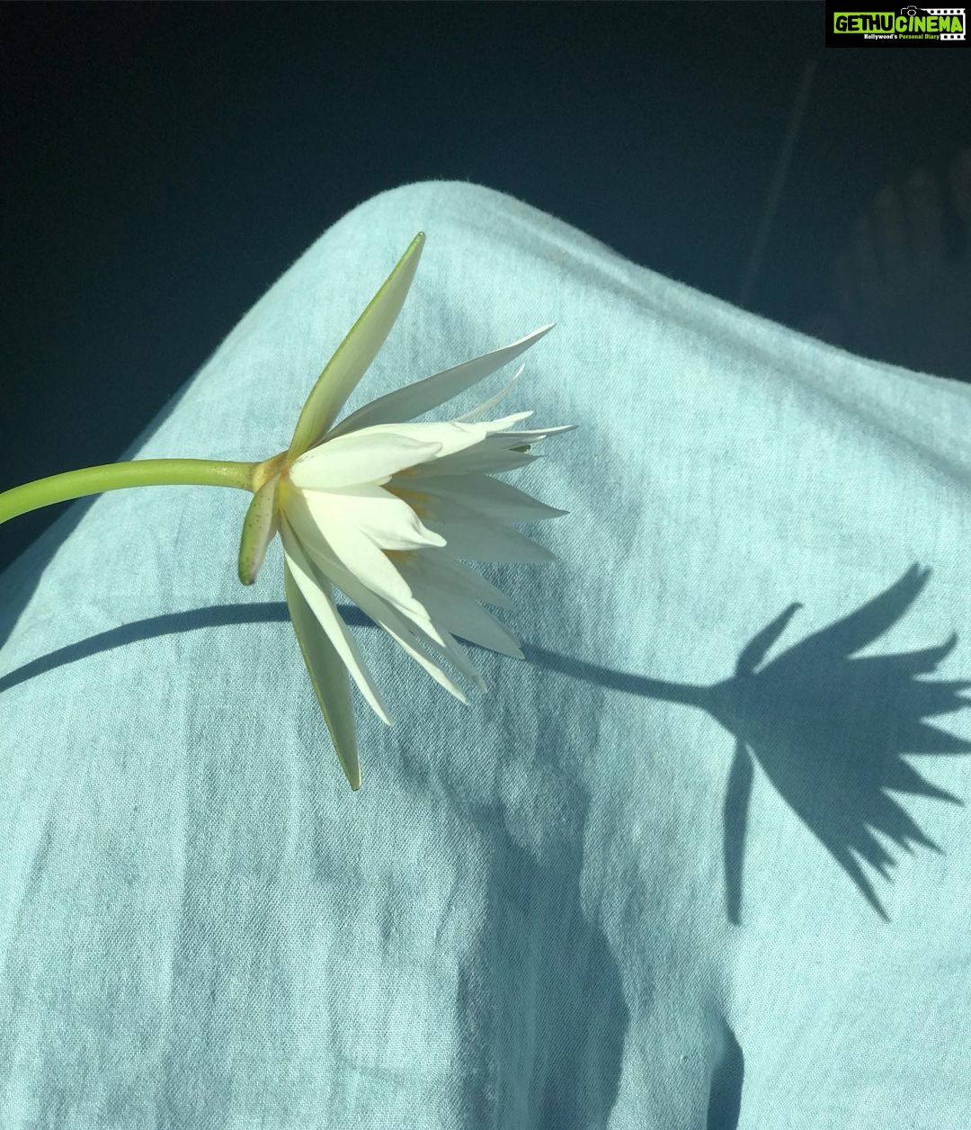 Rajisha Vijayan Instagram - Sun and the water lily When love was professed little did he know that it would imprint in her shadow and her light, in her soul and her heart, in her bod with all his might.