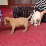 Rajisha Vijayan Instagram – HAPPIEST RIGHT NOW!!!
My three munchkins got a home! Thanks to each and everyone of you who helped spread the word. Agil and Jose were the two kindhearted souls who decided to adopt them. ♥️🤗
Special special thanks to Radhika, Tobin and Vinitha for all the help 🙏🏼🤗😘
My sincere request to you to kindly not abandon any of these precious lives, instead put a post and let people adopt. Adopt, don’t shop 🤗