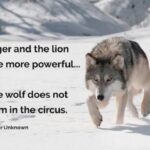 Ram Pothineni Instagram - In a world where everyone is trying to be a Lion or a Tiger... you be the Wolf! My Spirit animal.. #love