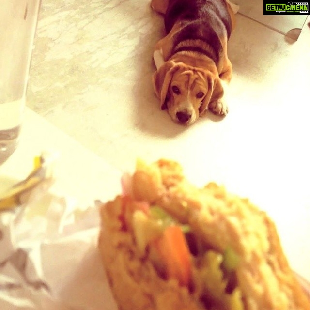 Ram Pothineni Instagram - Always interested in my Lunch.. Alwayssss! #Bart #BartieCutieMode #InstagRAM