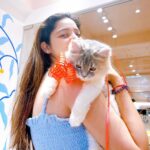 Richa Panai Instagram - Come experience our KIT CAT CAFE now!🐈💞 . . . . . #kitcatcafe #catcafe #catsofinstgram #catlover #catparents #kittensofinstagram #catsagram #cats #kittens #cutecats #versova #mumbai #maharashtra #café #cafemumbai #catparents #coffeeaddict #catlife
