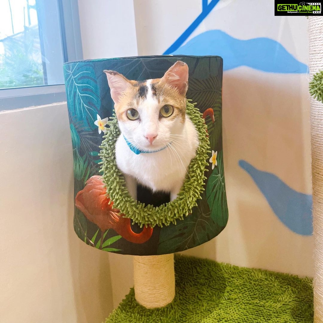 Richa Panai Instagram - Come experience our KIT CAT CAFE now!🐈💞 . . . . . #kitcatcafe #catcafe #catsofinstgram #catlover #catparents #kittensofinstagram #catsagram #cats #kittens #cutecats #versova #mumbai #maharashtra #café #cafemumbai #catparents #coffeeaddict #catlife