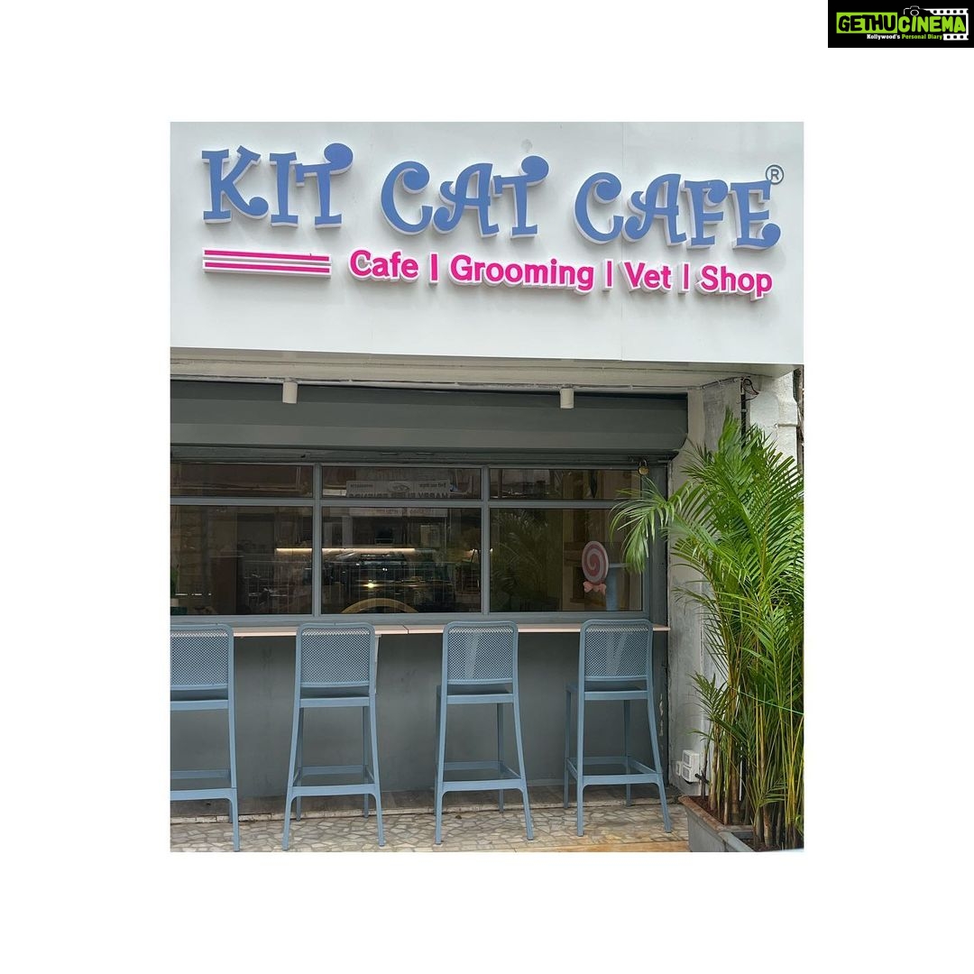 Richa Panai Instagram - It’s a happy happy Sunday as we are almost ready to finally open our doors for you all!💞 Save the date 1️⃣8️⃣.0️⃣7️⃣.2️⃣2️⃣ #kitcatcafe #catcafe #catsofinstgram #catlover #catparents #kittensofinstagram #catsagram #cats #kittens #cutecats #versova #mumbai #maharashtra