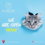 Richa Panai Instagram - 🐾🐾🐾🐾🐾🐾 . . . . . . #meow #kitcatcafe #catcafe #catsofinstgram #catlover #catparents #kittensofinstagram #catsagram #cats #kittens #cutecats #versova #mumbai #maharashtra
