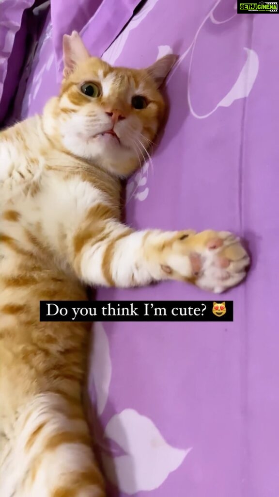 Sadha Instagram - Cherry needs validation! 😀 #rescuecat #adoptdontshop #catlover #animallover #instagood #reelsinstagram #catsofinstagram #instacats #reelitfeelit #cute
