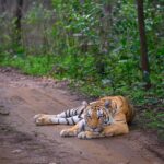 Sadha Instagram - ‘Baras’ the reigning Queen of Khursapar! We were in the park during a period, when even full day safaris in Khursapar had zero sightings for 2 days. The jungles were eerily quiet! All I could hear was my heart say, “Baras I want to see you” … We kept cancelling our other zone bookings and extended one safari after another, in Khursapar with the only hope of seeing Her Highness! After 3 dry safaris and lost hope, we entered the park for the very last ride of that trip.. @durgesh.sonwane.pench had taken a different track this time unlike all the previous 3 safaris, I call it ‘Feline Guidance’ and you will know why! Just a few minutes on that route, “Arre yeh toh Baras hai re, yeh chali hai abhi, yahan se” said Durgesh when he spotted pug marks on the road. He followed the trail, and all throughout I was praying, we get at least a glimpse of her.. Though what we got was way more than that! At the Tee-raha, she lay, in all her glory, taking a break from her morning stroll. All gypsies were lined up behind her, ours being the only one this side.. Taking a longer different route worked for us and how! Baras gave me ample time to take good shots of her, before she got up and entered the bushes. I wished her to be the First Tiger I get to capture with my new gear, she fulfilled that too, in the most magical way! 💚 Thank you so much @ratishnairphotography for processing my images so beautifully.. It truly means a lot! 🙏 Gear used @nikonindiaofficial #NikonZ6II with Z 100 400 mm lense #Nikon #NikonIndia #NikonIndiaOfficial #NikonVideography #NikonPhotography #NikonAsia #Nikonexperts #sadaa #sadaasgreenlife #wildlifephotography #wildlife #bigcats #pench #penchtigerreserve #indianwildlife #indianwildlifeofficial #natgeo #natgeowild Pench Khursapar, Maharashtra - India