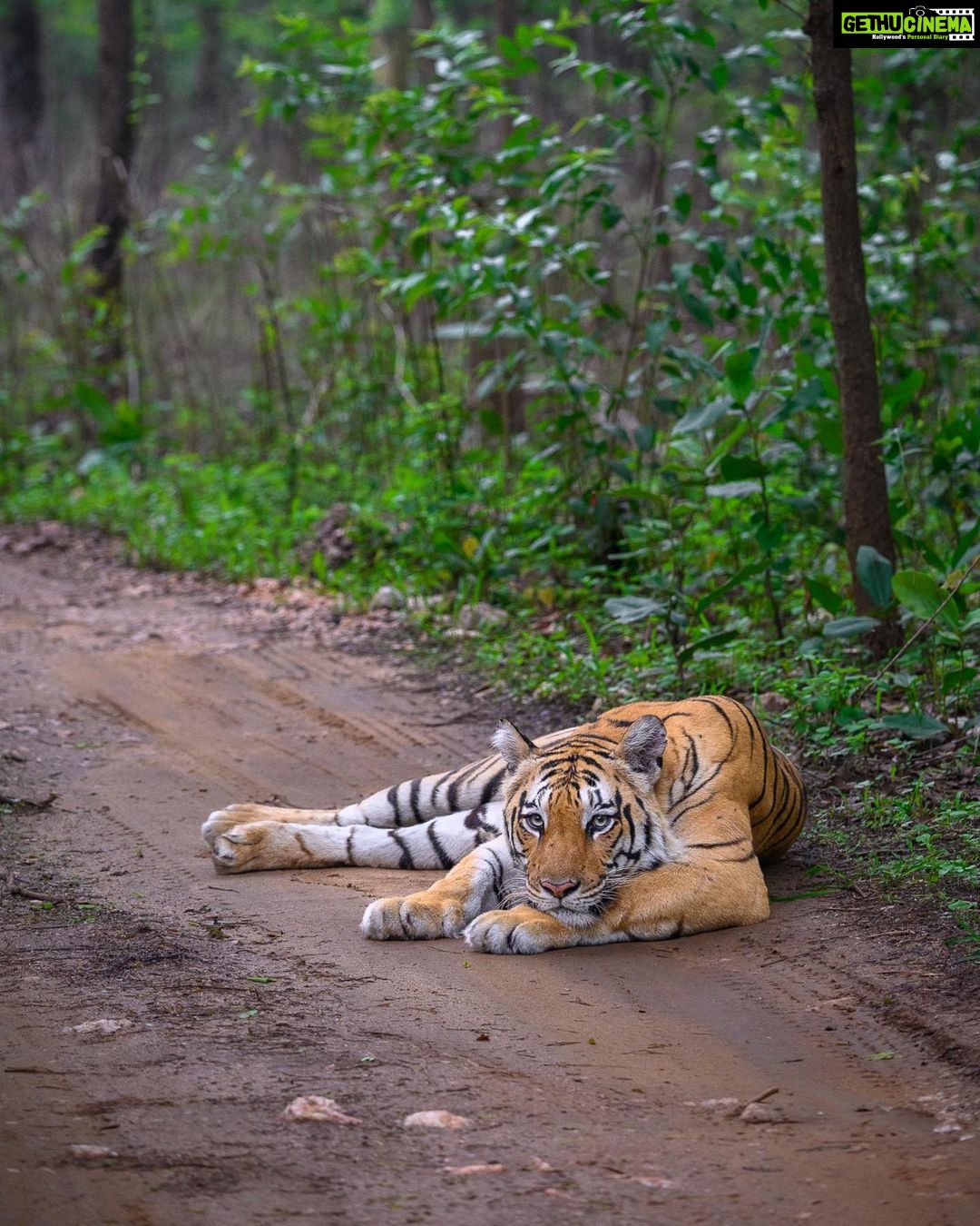 Sadha Instagram - ‘Baras’ the reigning Queen of Khursapar! We were in the park during a period, when even full day safaris in Khursapar had zero sightings for 2 days. The jungles were eerily quiet! All I could hear was my heart say, “Baras I want to see you” … We kept cancelling our other zone bookings and extended one safari after another, in Khursapar with the only hope of seeing Her Highness! After 3 dry safaris and lost hope, we entered the park for the very last ride of that trip.. @durgesh.sonwane.pench had taken a different track this time unlike all the previous 3 safaris, I call it ‘Feline Guidance’ and you will know why! Just a few minutes on that route, “Arre yeh toh Baras hai re, yeh chali hai abhi, yahan se” said Durgesh when he spotted pug marks on the road. He followed the trail, and all throughout I was praying, we get at least a glimpse of her.. Though what we got was way more than that! At the Tee-raha, she lay, in all her glory, taking a break from her morning stroll. All gypsies were lined up behind her, ours being the only one this side.. Taking a longer different route worked for us and how! Baras gave me ample time to take good shots of her, before she got up and entered the bushes. I wished her to be the First Tiger I get to capture with my new gear, she fulfilled that too, in the most magical way! 💚 Thank you so much @ratishnairphotography for processing my images so beautifully.. It truly means a lot! 🙏 Gear used @nikonindiaofficial #NikonZ6II with Z 100 400 mm lense #Nikon #NikonIndia #NikonIndiaOfficial #NikonVideography #NikonPhotography #NikonAsia #Nikonexperts #sadaa #sadaasgreenlife #wildlifephotography #wildlife #bigcats #pench #penchtigerreserve #indianwildlife #indianwildlifeofficial #natgeo #natgeowild Pench Khursapar, Maharashtra - India