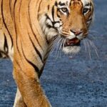 Sadha Instagram - When the king arrives…… 🧡 @manas.bsg @pariksheetd @devulapalliaparna #umred #instagood #reelsinsta #reelitfeelit #reelsinstagram #wildlife #bigcats #wild #wildlifephotography #tiger #nikonphotography #nikon #nikonindia #nikonasia Umred karhandla wildlife sanctuary gothangaon gate