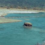 Sadha Instagram - Corbett Diaries! 💚 Like every mother, this Mother Elephant was extremely protective of her Calf and made sure we kept away while she took her baby across the road.. 😀 @junglee_traveller @pravin0612 #reelsinstagram #reelsinsta #reelitfeelit #corbett #elephant #cute #instagood #nature #wildlife #motherslove #shotoniphone