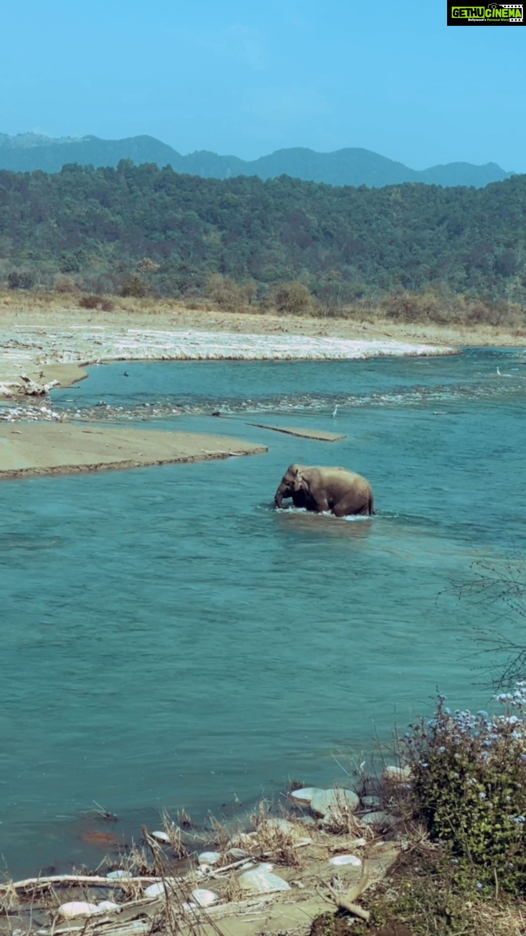 Sadha Instagram - Corbett Diaries! 💚 Like every mother, this Mother Elephant was extremely protective of her Calf and made sure we kept away while she took her baby across the road.. 😀 @junglee_traveller @pravin0612 #reelsinstagram #reelsinsta #reelitfeelit #corbett #elephant #cute #instagood #nature #wildlife #motherslove #shotoniphone