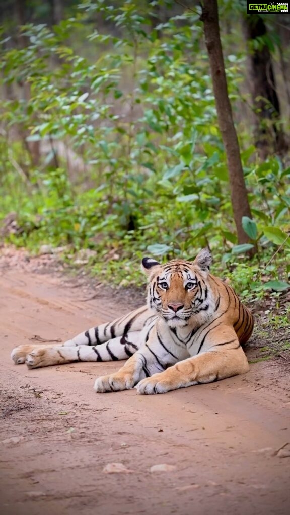 Sadha Instagram - Wait for that Eye Contact in the End! ☺️ P.S. There’s no better song to suit my current state of life! New found love! 😅🙈 Shot on #NikonCamera #NikonZ6II #ZSeries @nikonindiaofficial @nikonasia #pench #love #baras #khursapar #wildlife #wildlifephotography #reelsvideo #reelsinstagram #reelsindia #reelitfeelit #tiger #bigcats #animallover #sadaasgreenlife #sadaa #Nikon #NikonIndia #NikonIndiaOfficial #NikonVideography #NikonPhotography #NikonAsia #nikonexperts #internationaltigerday