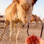 Samyuktha Hegde Instagram - Koi Noor Hai Tu Kyon Door Hai Tu Jab Paas Hai Tu Ehsaas Hai Tu Koi Khwaab Hai Ya Phir Parchhai Satrangi Re ❤️ #desert #desertsafari #abudhabi #travelislife #livelovetravel #satrangire
