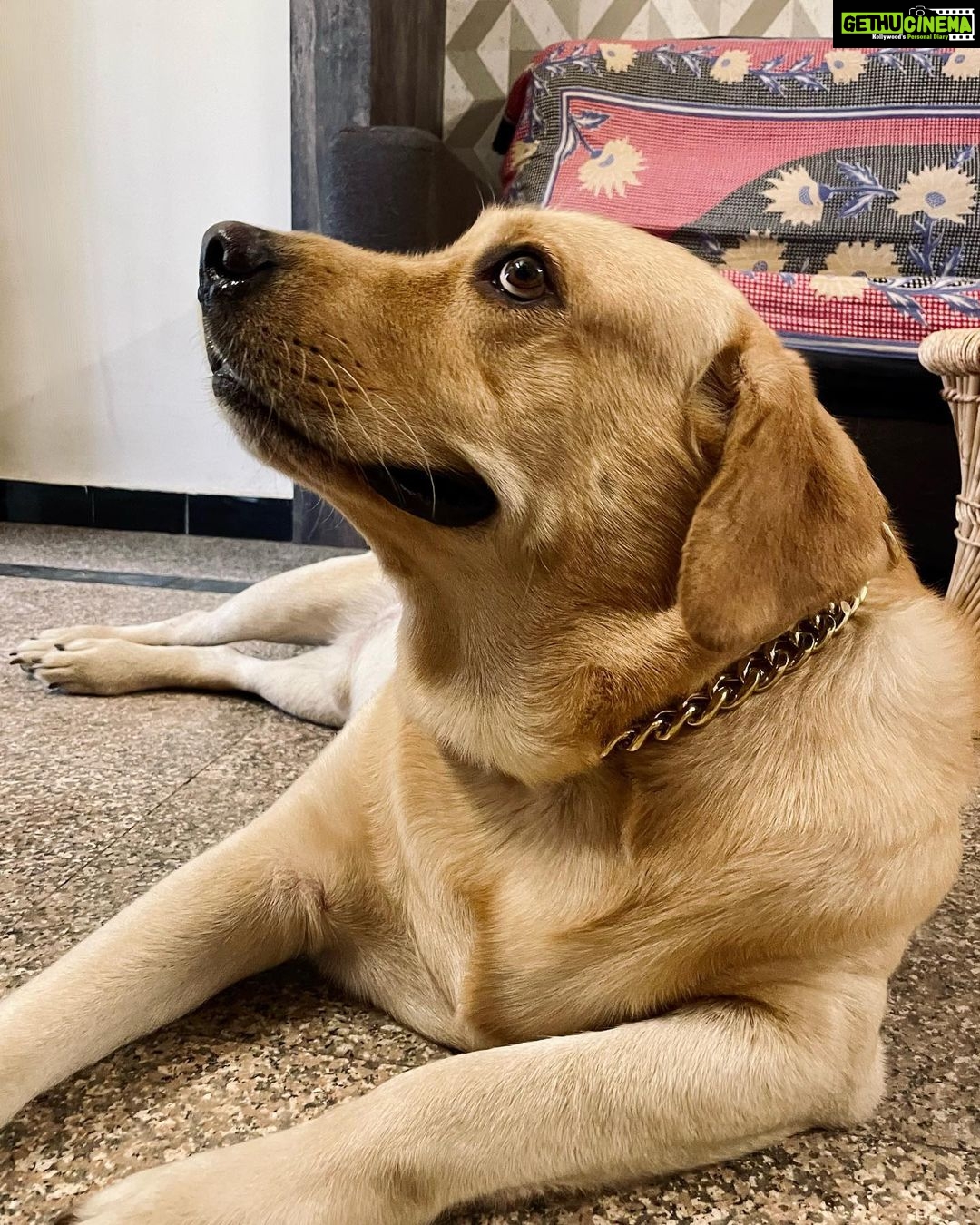 Sanchana Natarajan Instagram - Told him Iโd buy him a gold chain if heโs a good boy but looks like he was expecting the other kind.๐ค #golddigger ๐ถ #periyaminorkunju #shouldhavejustboughthimasquishtoy ๐
