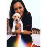 Sanchana Natarajan Instagram - This brat is now a part of the natarajan family❤️ KUPPU the lab 😍i am overdosed with puppy licks 🙈 #babybrother