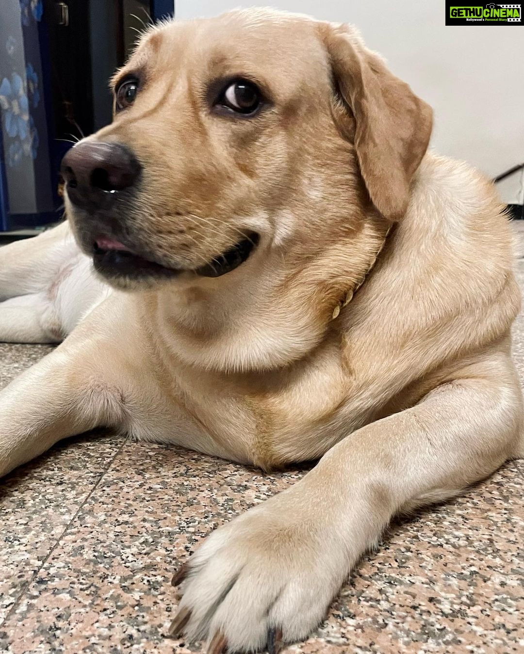 Sanchana Natarajan Instagram - Told him Iโd buy him a gold chain if heโs a good boy but looks like he was expecting the other kind.๐ค #golddigger ๐ถ #periyaminorkunju #shouldhavejustboughthimasquishtoy ๐