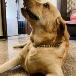Sanchana Natarajan Instagram - Told him I’d buy him a gold chain if he’s a good boy but looks like he was expecting the other kind.🤔 #golddigger 🐶 #periyaminorkunju #shouldhavejustboughthimasquishtoy 😒