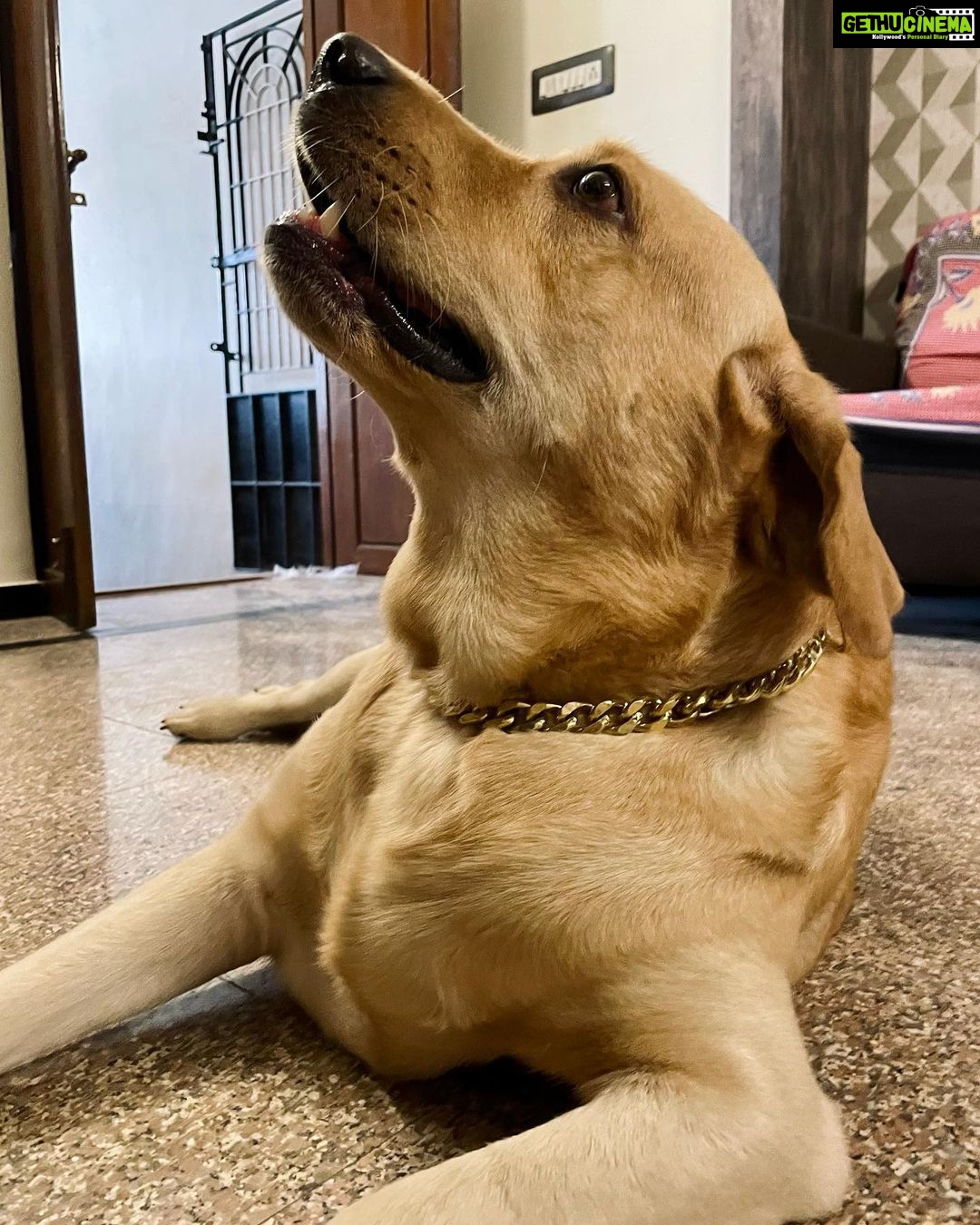 Sanchana Natarajan Instagram - Told him Iโd buy him a gold chain if heโs a good boy but looks like he was expecting the other kind.๐ค #golddigger ๐ถ #periyaminorkunju #shouldhavejustboughthimasquishtoy ๐